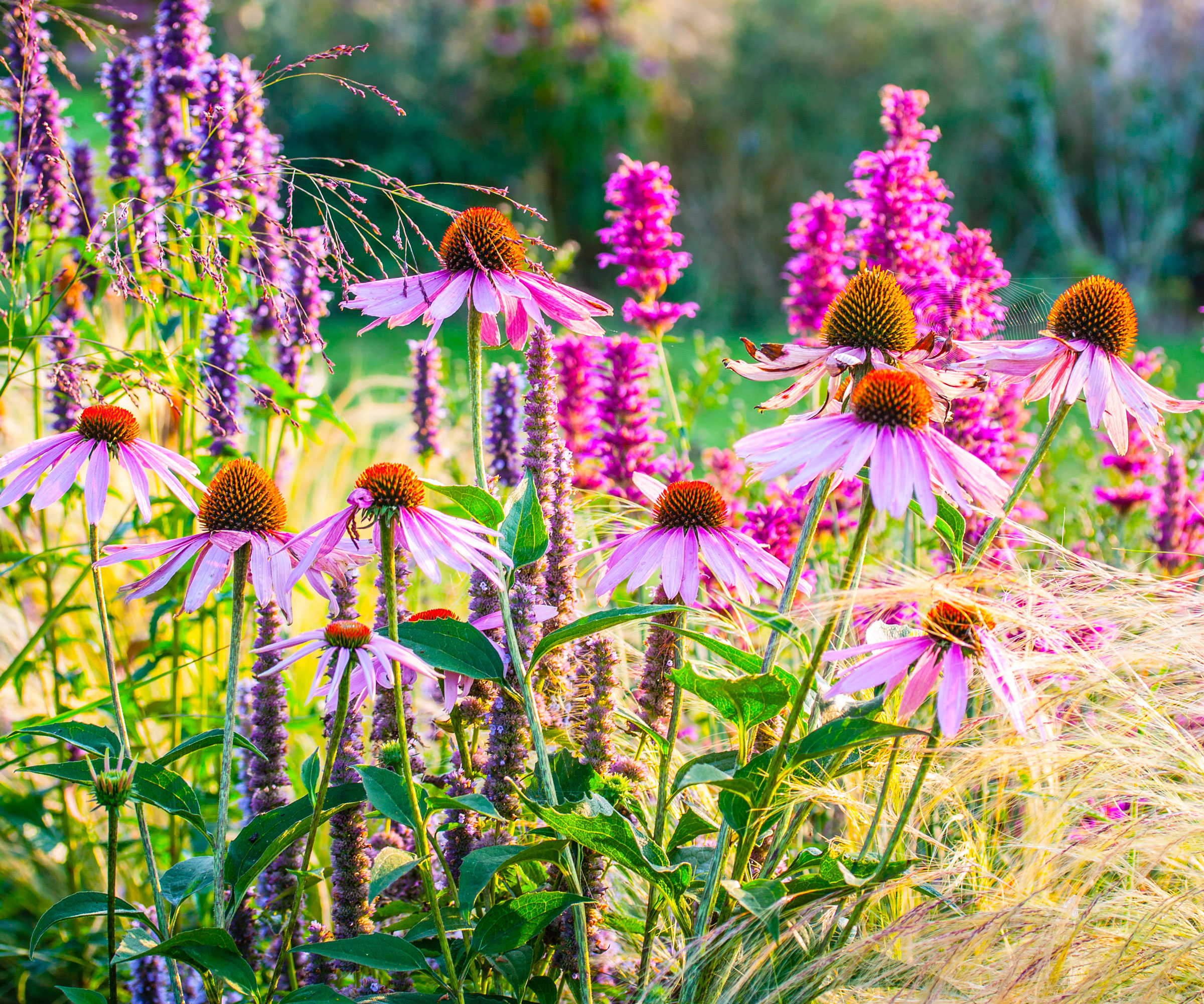 purple coneflower plants in bloom in meadow style border with salvia and ornamental grass