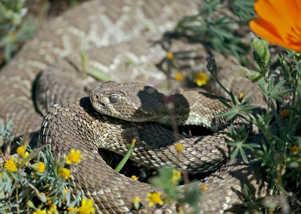 Toddler, just three, bitten by venomous rattlesnake lurking beneath Amazon parcel in California