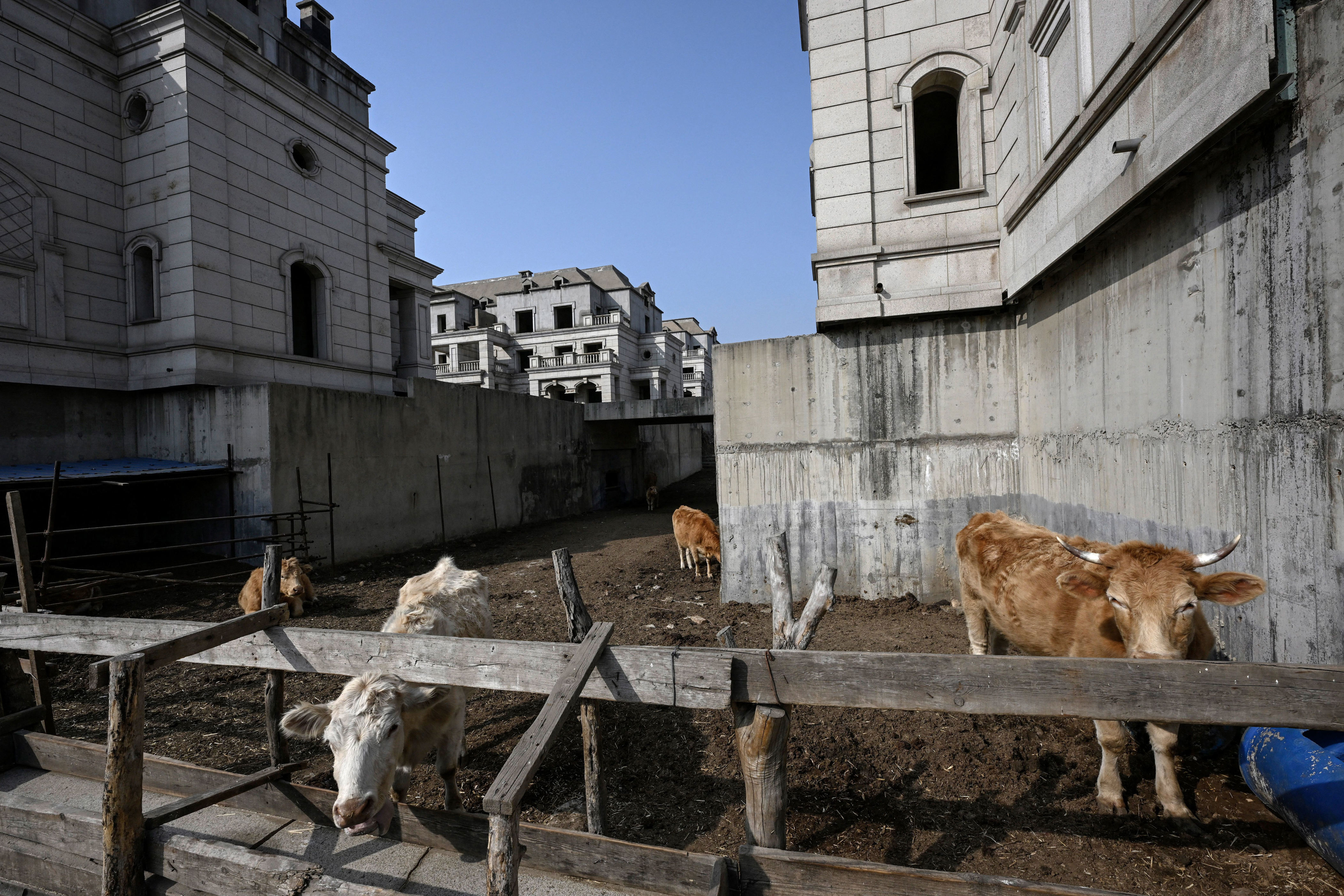 Makeshift pens corral cattle and other farm animals.