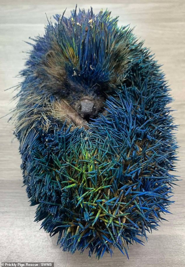 The hedgehog was unable to curl up and suffered breathing problems due to the paint fumes