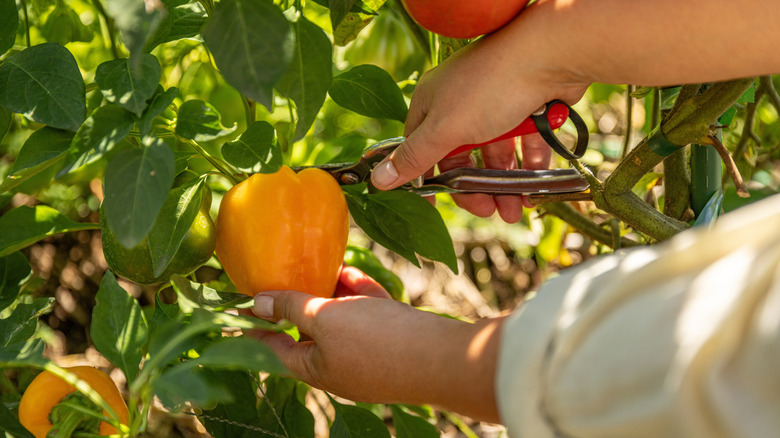 Hand harvesting pepper from plant