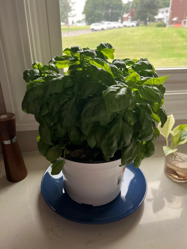 A basil plant.