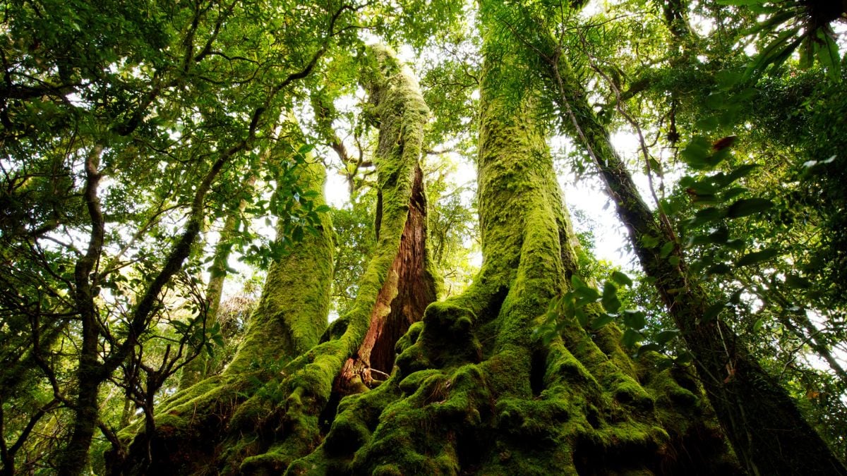 Moss is generating electrical waves that look startlingly like a neural network