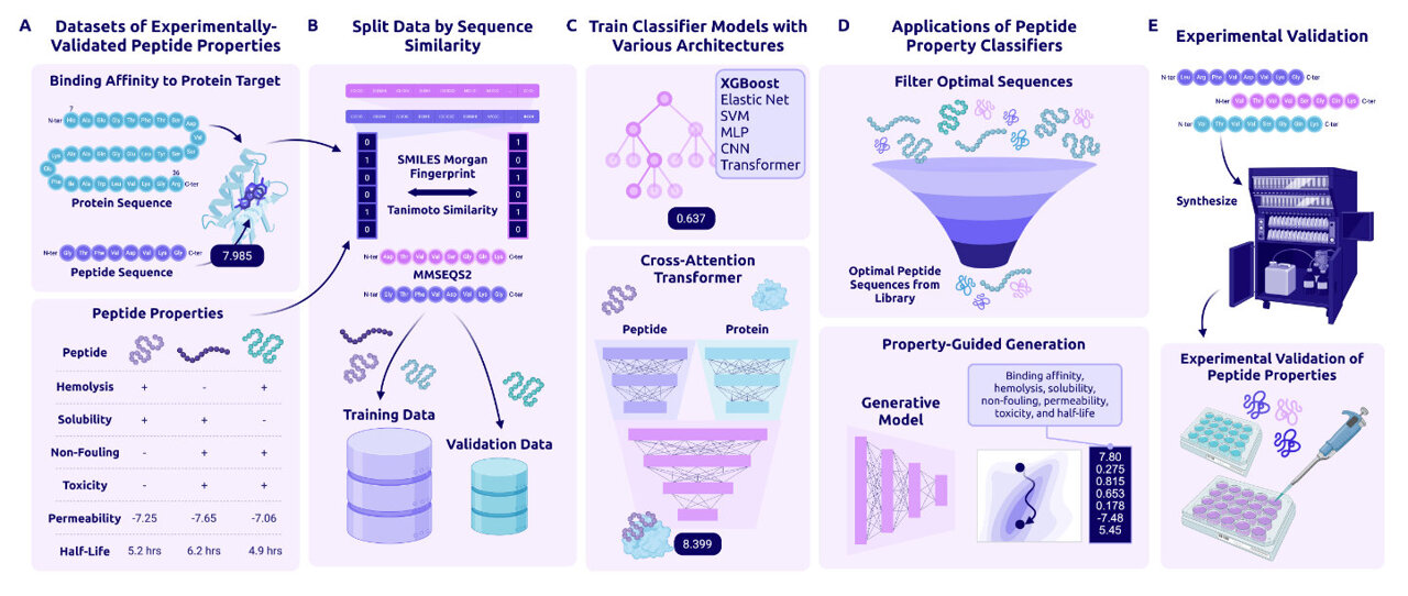 Open-source AI predicts key peptide traits before costly lab testing