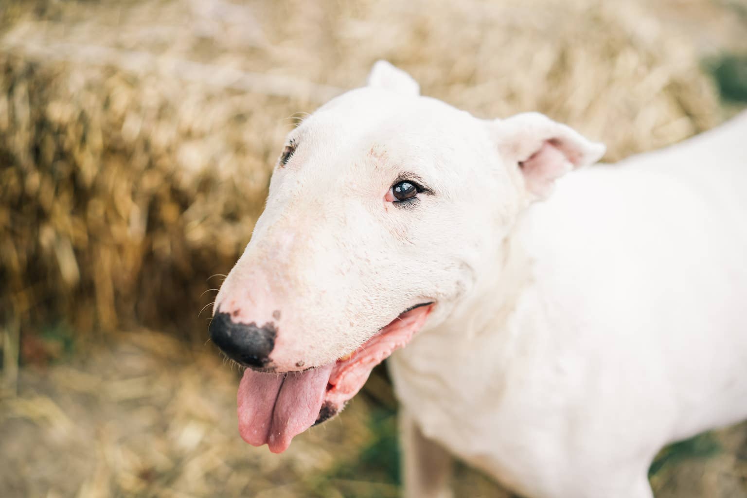 Bull terrier who lost his dad moves across the border to live with an unexpected new family