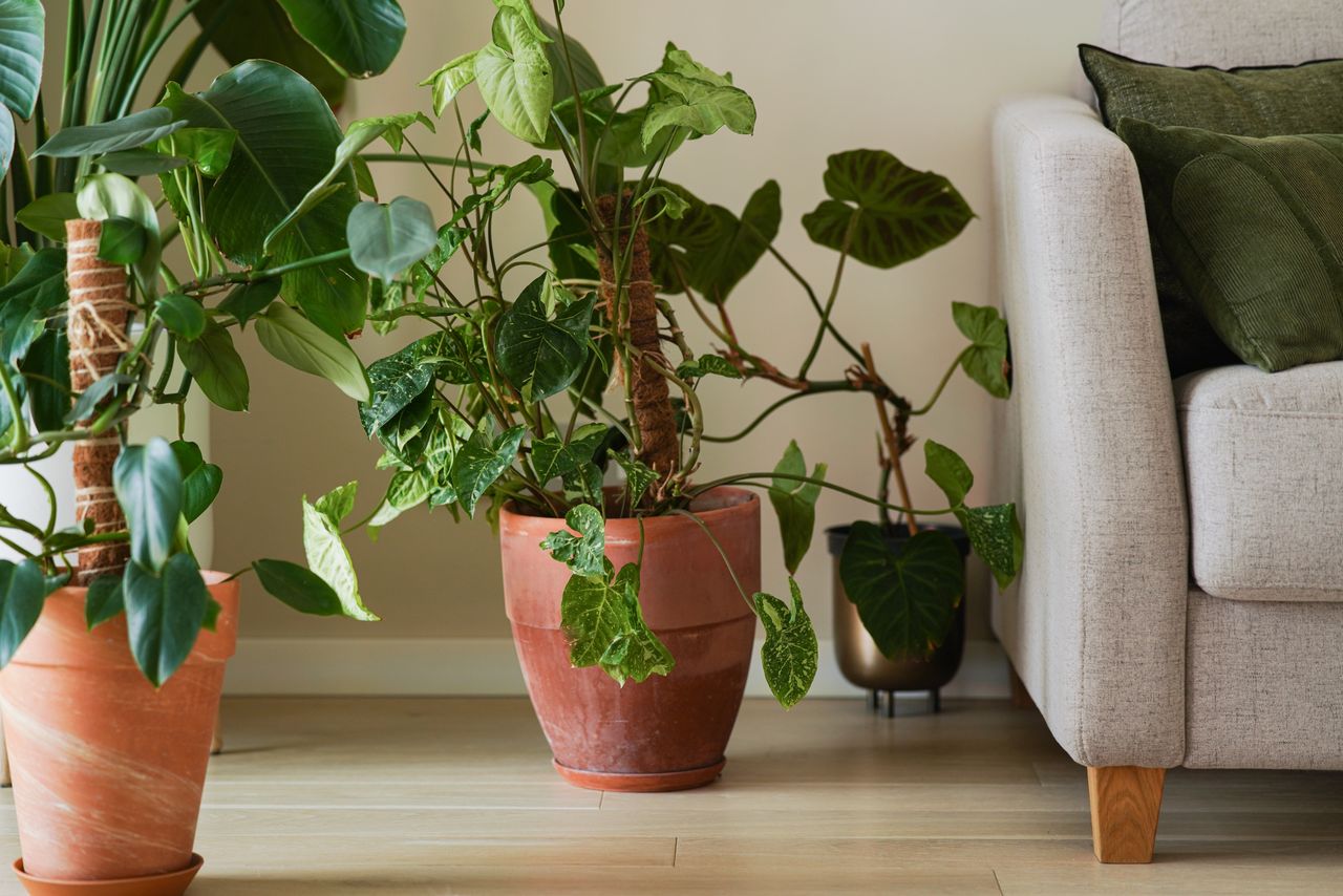 plants in terracotta pots