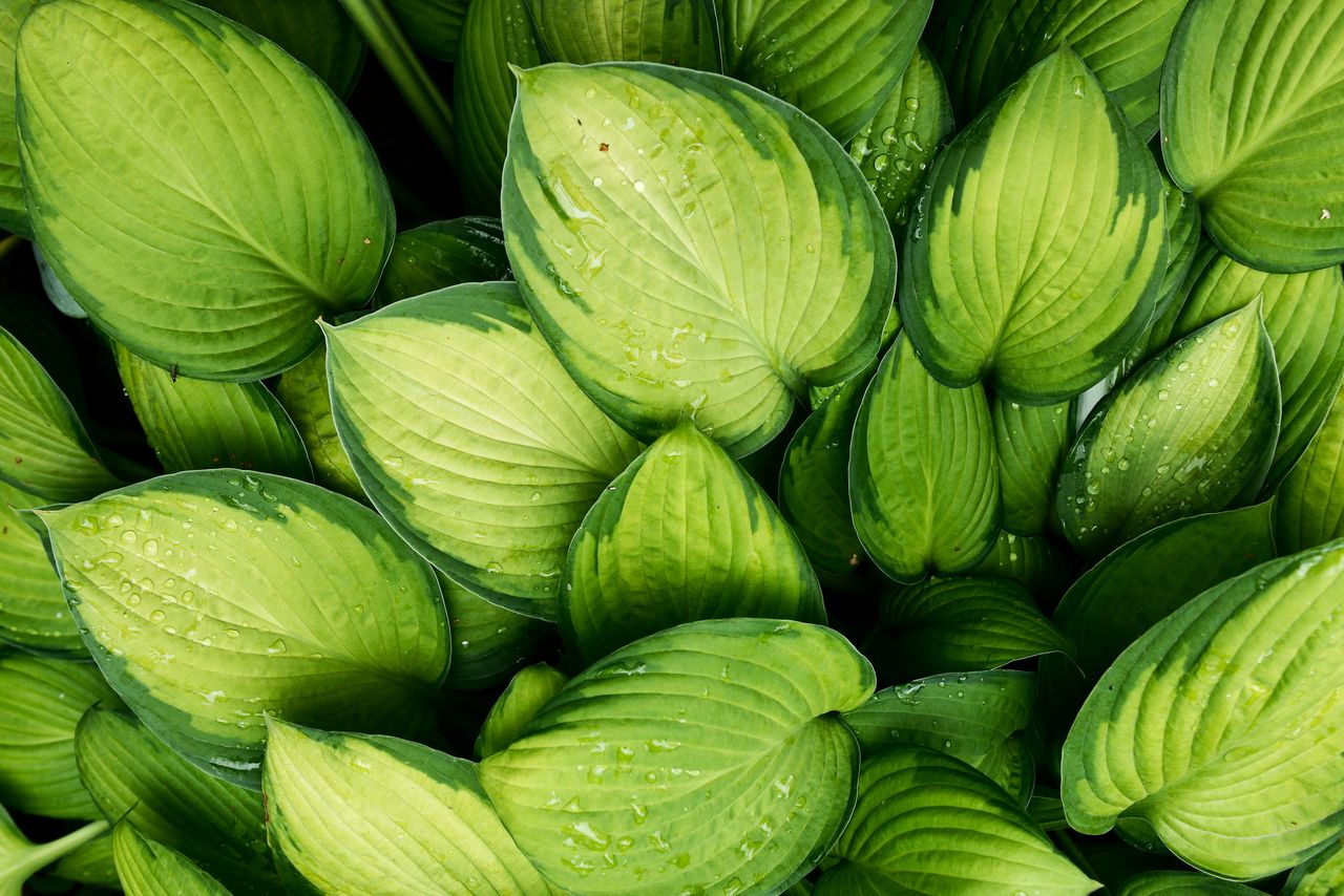 guacamole hosta