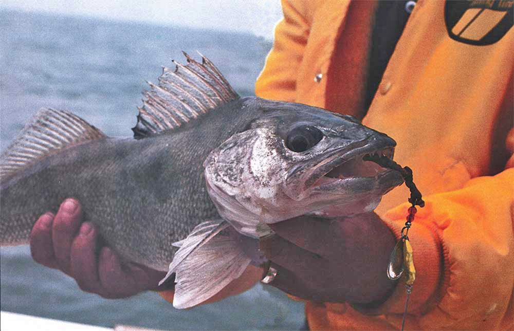 No forward-facing sonar? Here’s how to catch late-summer walleyes the traditional way