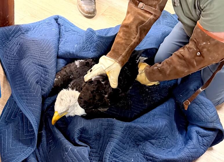 After her rescue, Jackie is prepared for transport to the the Ojai Raptor Center.