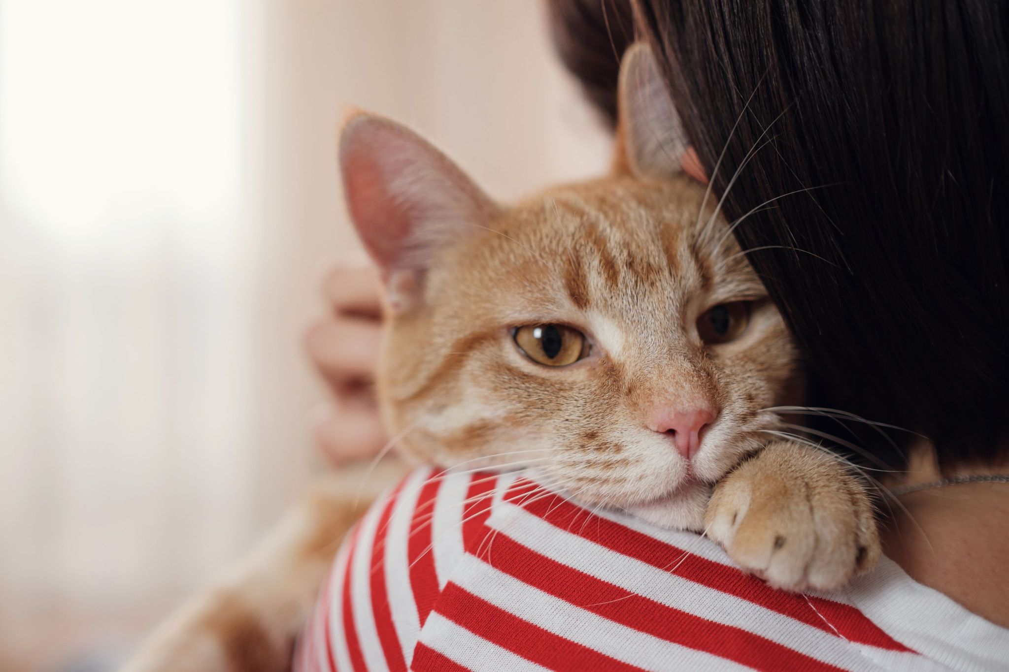 Common habit cat owners swear by may not work, study finds