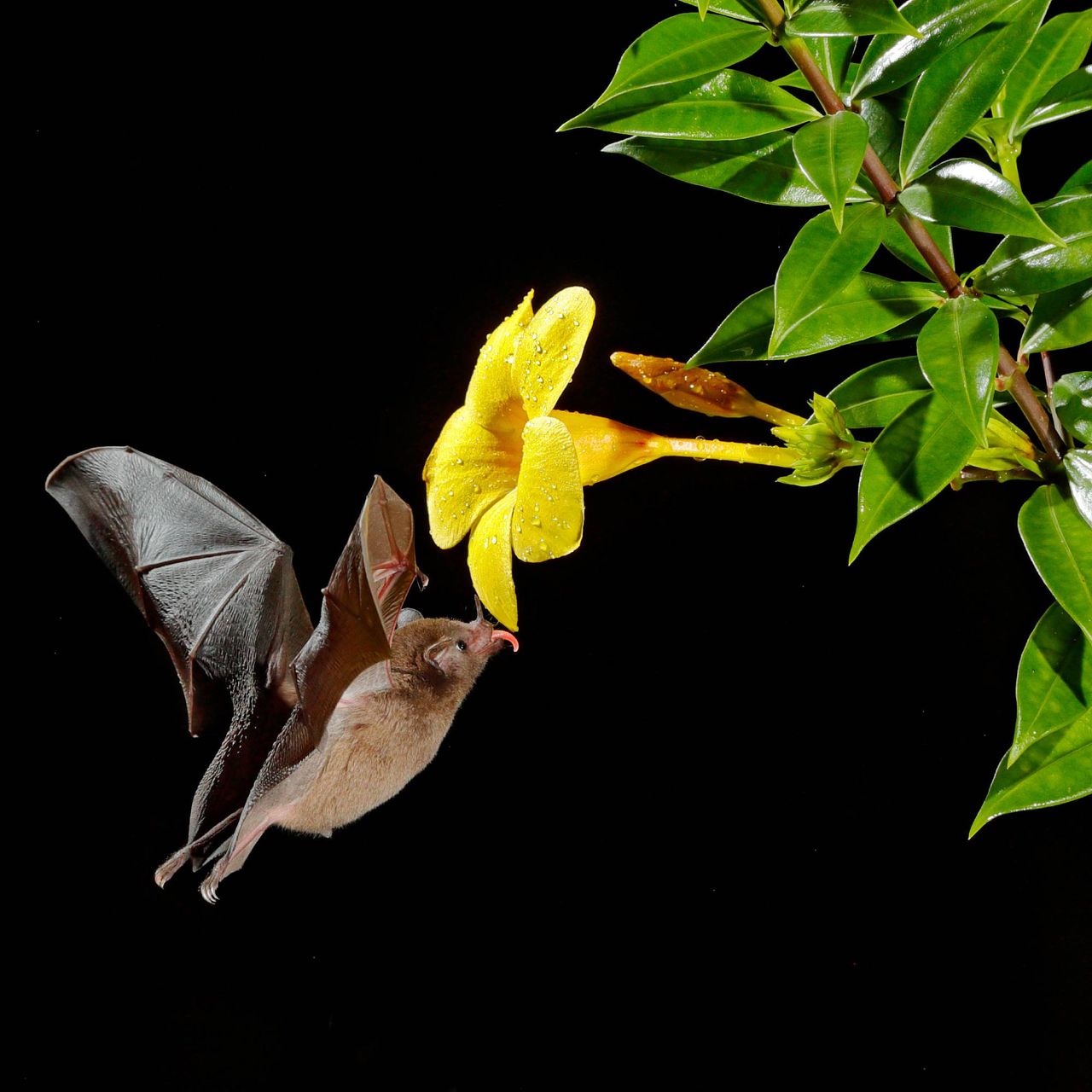 Night-shift pollinators: 9 plants that support backyard bats