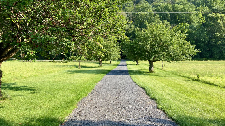 Gravel vs. asphalt driveways: Which costs less and lasts longer?