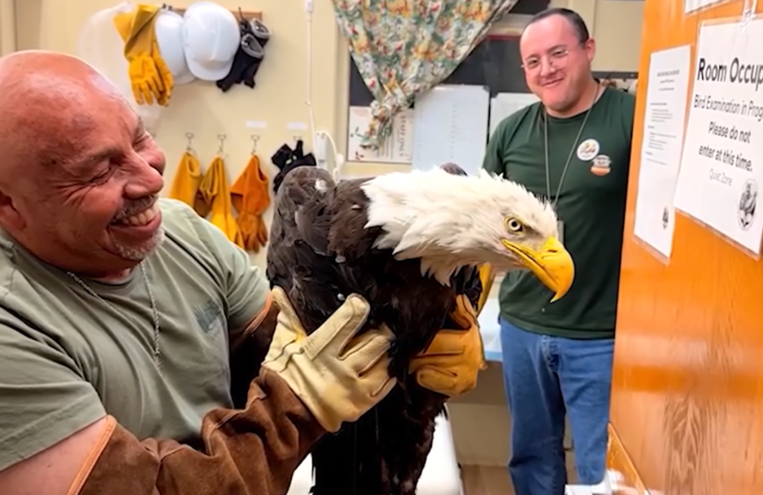 Wildlife officials give update on Jackie the Big Bear bald eagle’s condition after attack