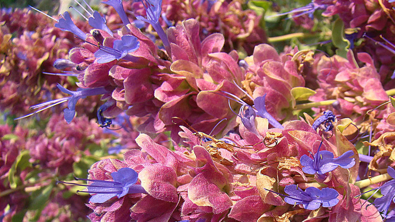 The Gorgeous And Underrated Type Of Sage That Adds A Pop Of Pink To Your Garden