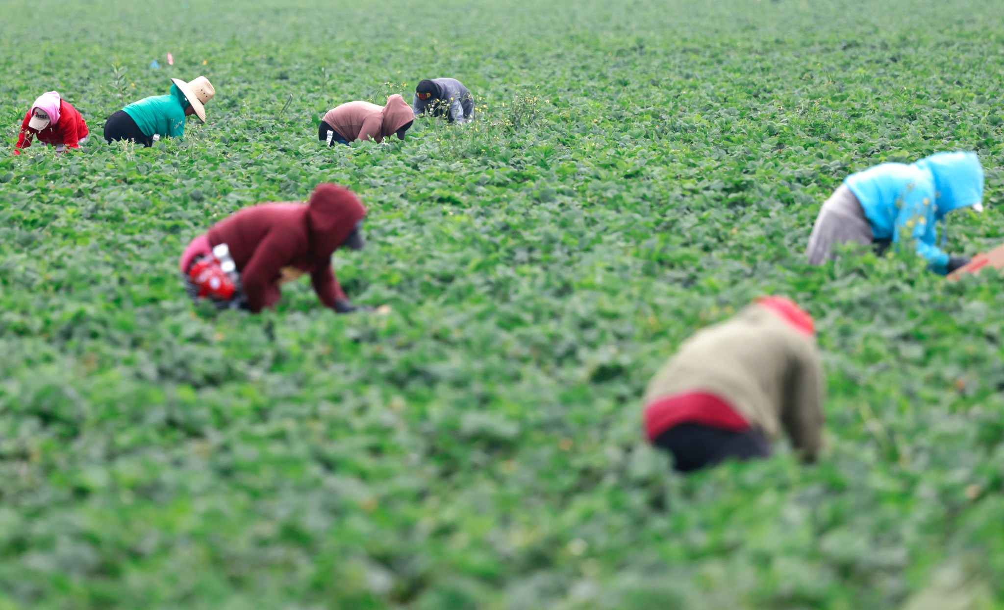 'No amnesty' calls grow over bill to aid immigrant farm workers