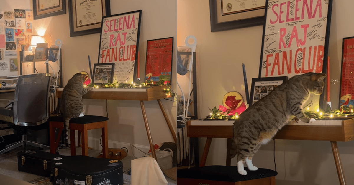 Cat Accidentally Composes a ‘Meowsterpiece' & Is Branded a ‘Mozart'