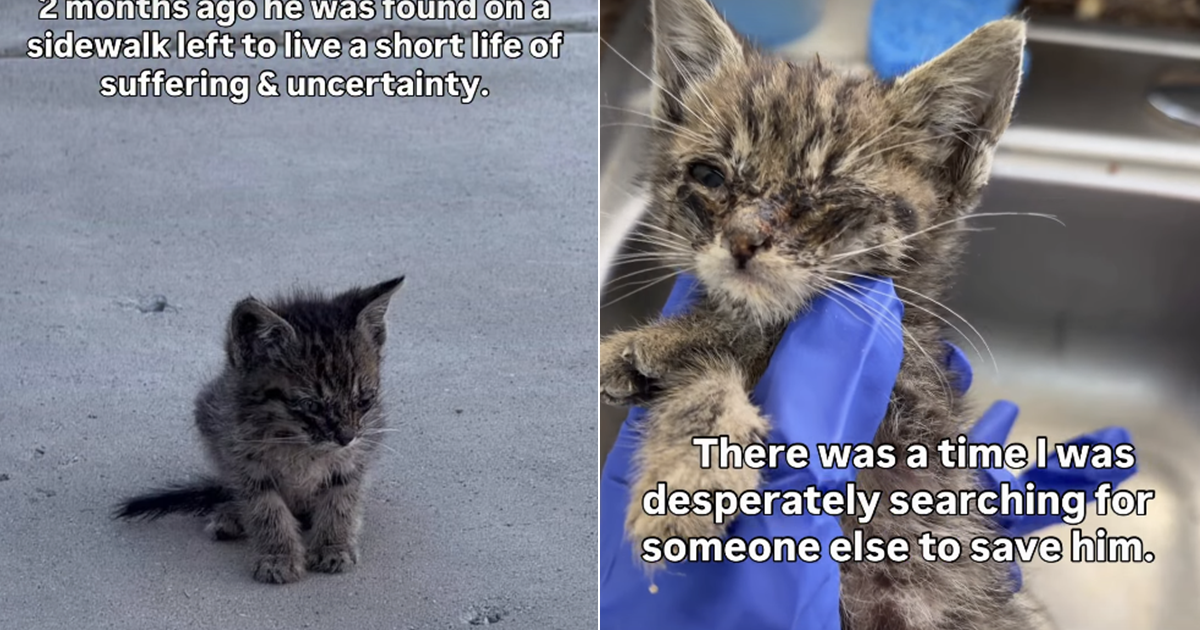 Cat once lived a life of suffering & uncertainty until a human changed his fate