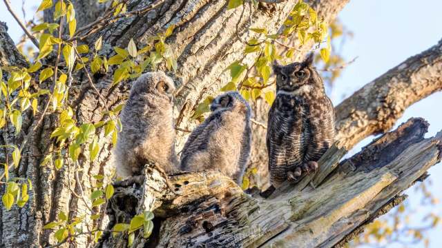 Washington owl found hopping near school returns to the wild after joining a new family