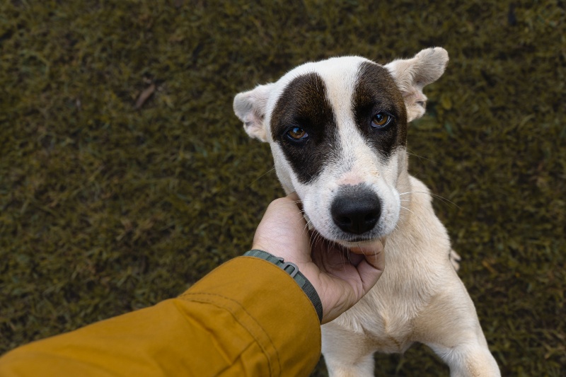 World Dog Day: What science says about why dogs love humans so much