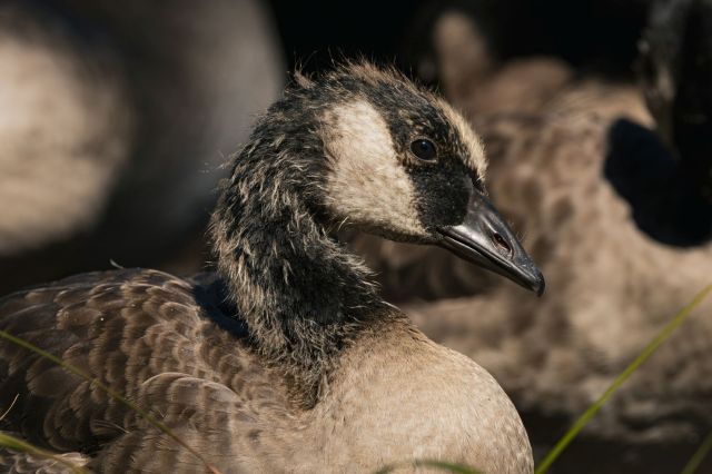 Toronto goose cannot fly because of angel wing, a deformity often tied to bread handouts