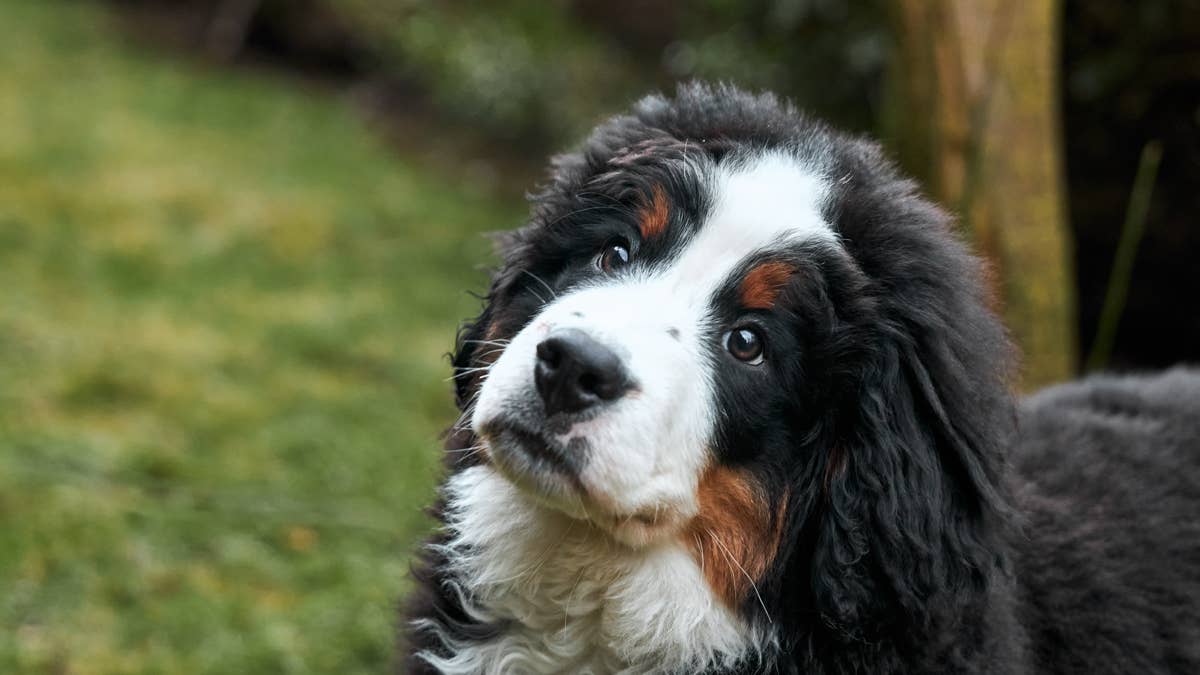 Bernese mountain dog refuses to come inside until mom closes the door