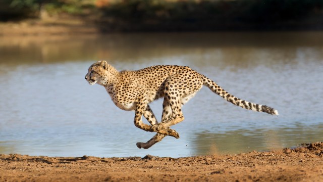 Cheetah bolts through Tanzania's Mara River as crocodiles and hippos lurk nearby