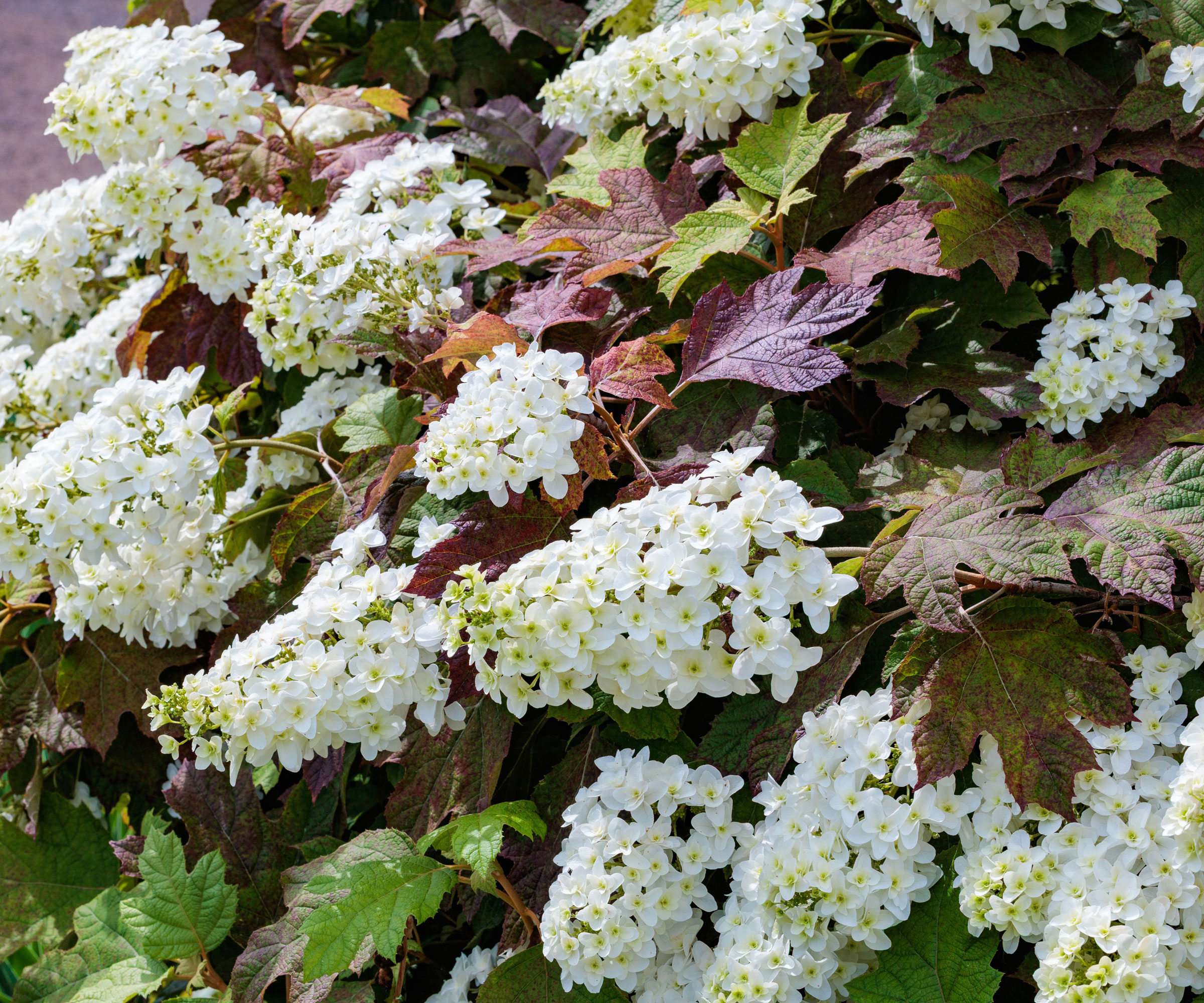 oakleaf hydrangea showing bright white flower heads and rich burgundy and deep green leaves