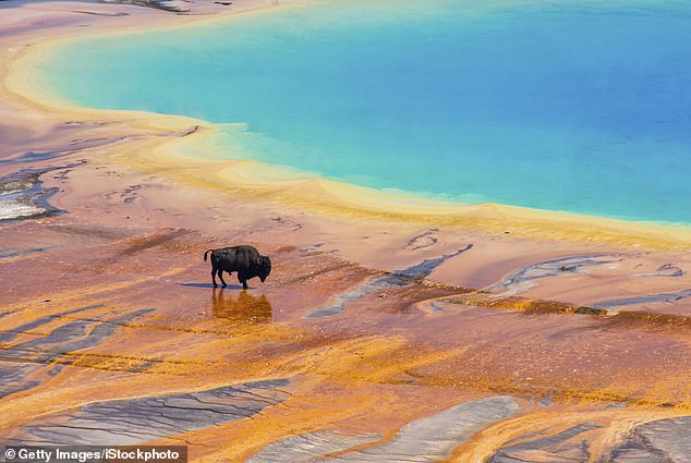 Last year, a bison died at the world famous hot spring (Picture of a bison crossing Grand Prismatic)