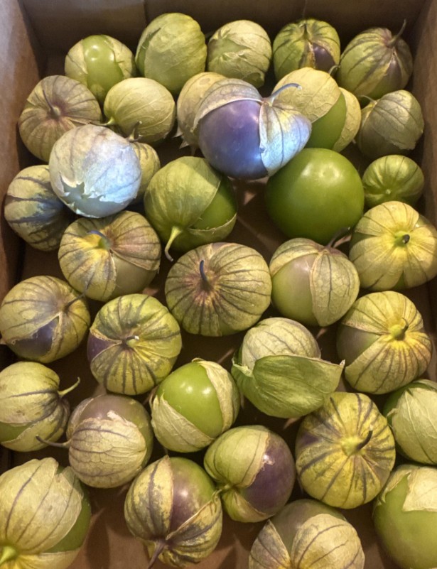 California gardener asks about purple tomatillos, then learns split husks mean peak ripeness