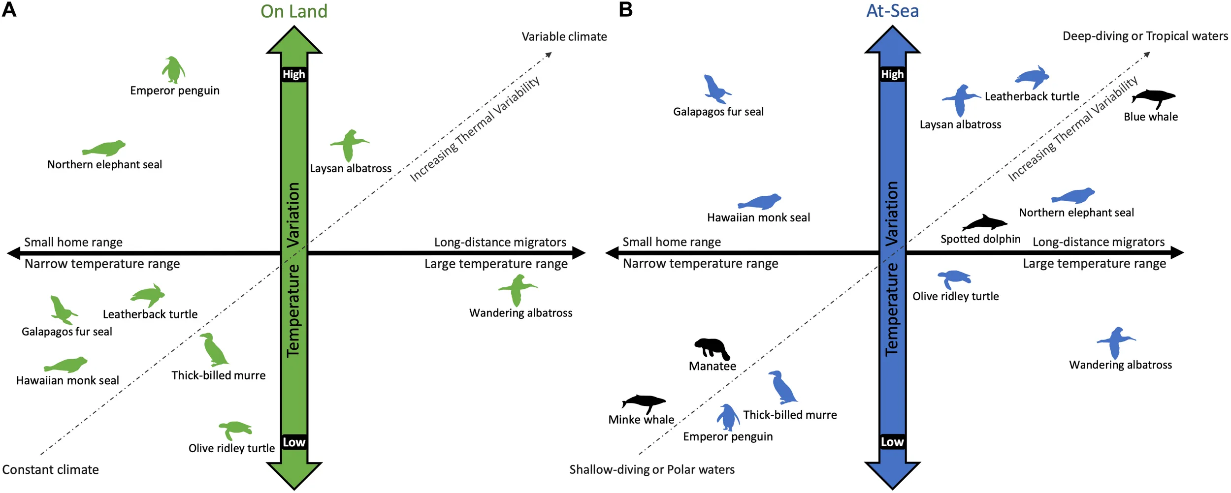 A schematic comparing the variation in temperature experienced by air-breathing marine vertebrates while on land (A) and diving at-sea (B). (CREDIT: Frontier)