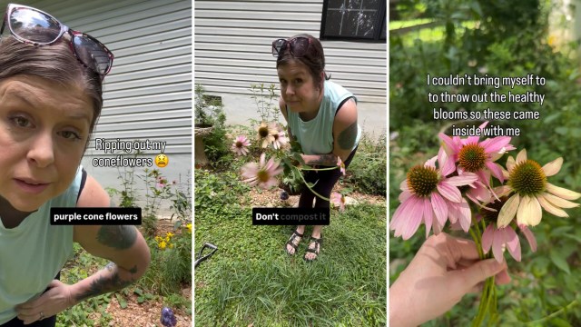 Gardener spots warped blooms on purple coneflower, then rips out the whole plant over aster yellows
