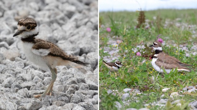 Toronto rescuers find a foster family for orphaned killdeer after failed nest search