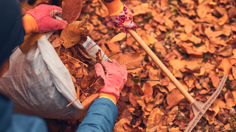 people scooping dried leaves into a bag
