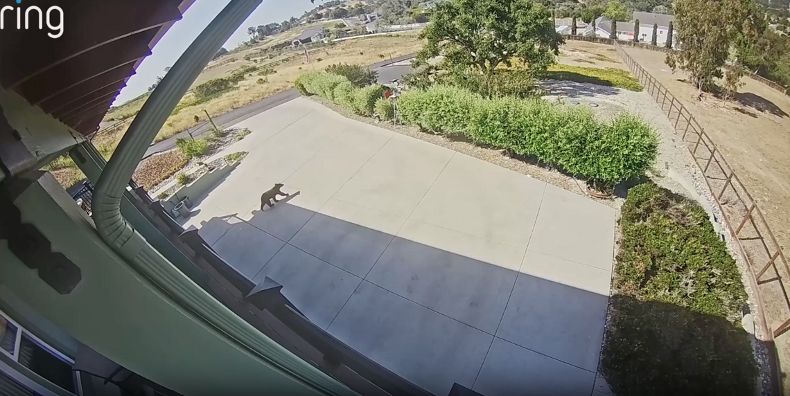 Ring camera footage showed a bear at an Arroyo Grande residence near Easy Street on July 17, 2026.