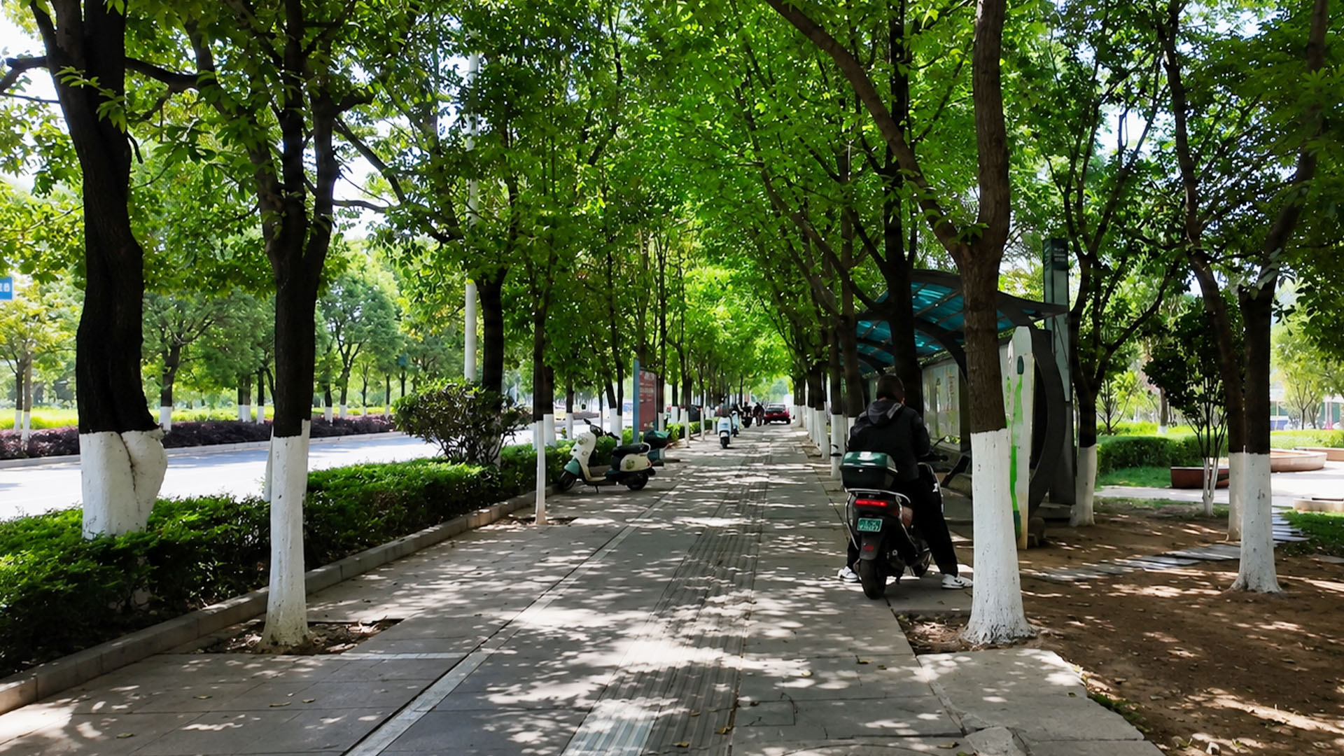 China's green urban sidewalk showcases lush trees along modern streets ...