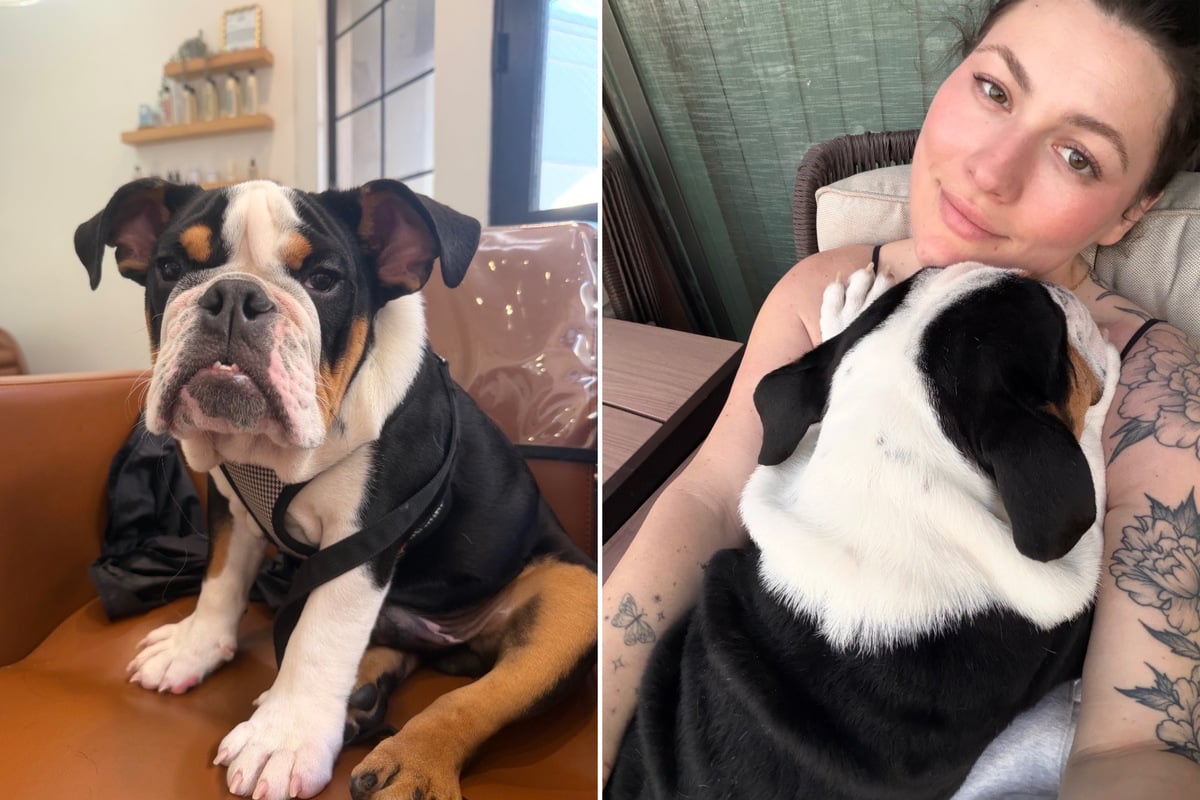 Puppy drowns at doggy daycare facility in tragic accident – how could this happen?