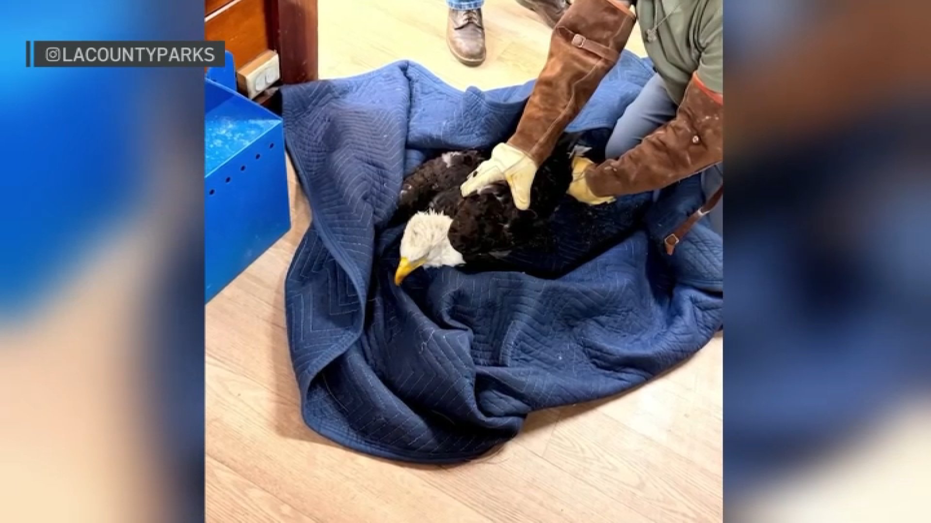 Big Bear bald eagle Jackie is in critical condition, wildlife rehab says