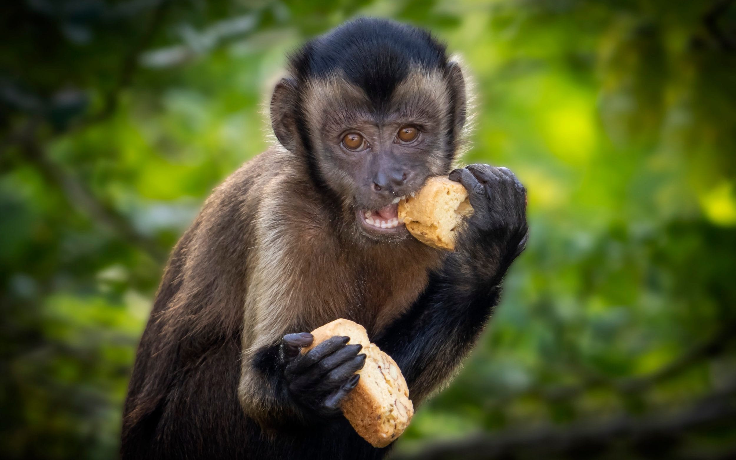 Capuchin monkey