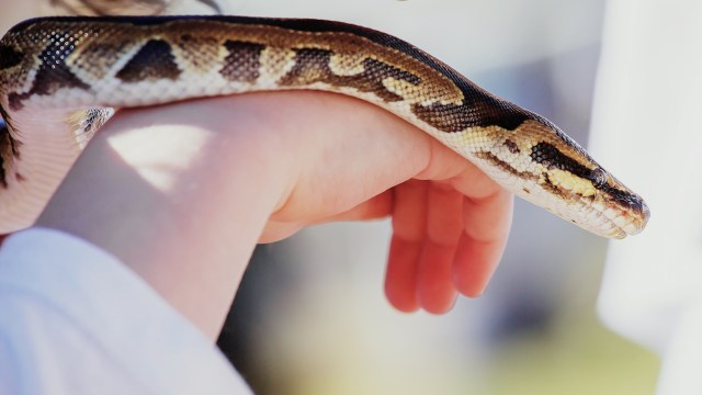 Emergency surgery saves boa after puppy pad gets lodged in its stomach
