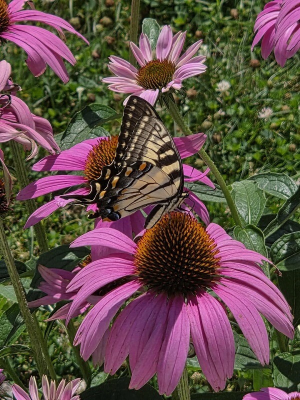 Aphids, blight, and borers leave gardener heartbroken over coneflowers in brutal July