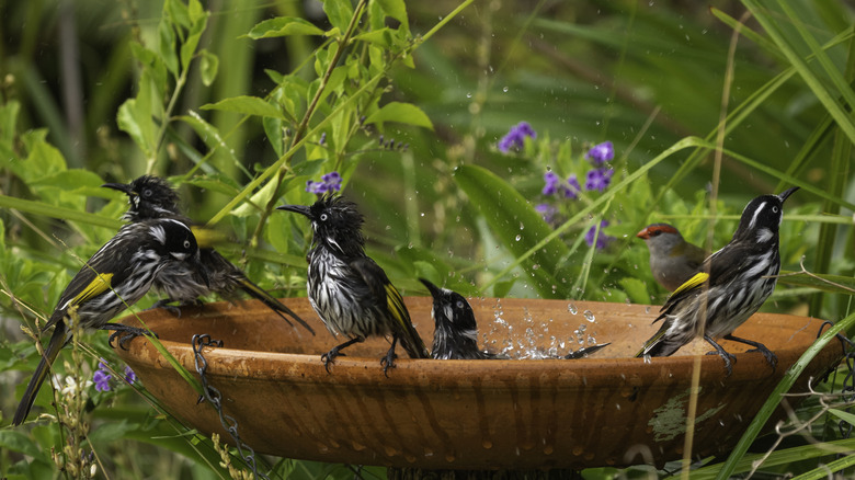 Goodbye traditional bird baths: There's a cheaper DIY option in your kitchen
