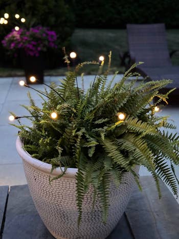 the lights in a fern