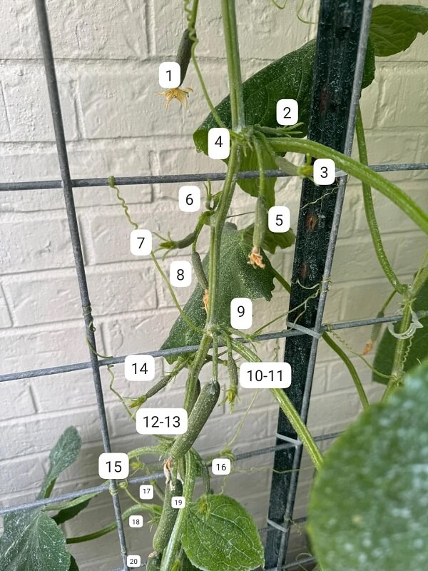 Tired of failed pollination, one gardener found a cucumber that keeps producing at 95F
