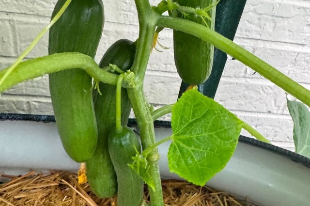 Cucumbers on the vine.