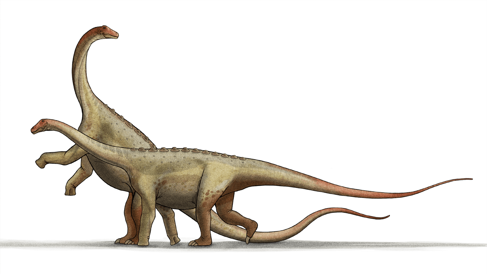 Dinosaurs: Some sauropods could rear up on their hind legs