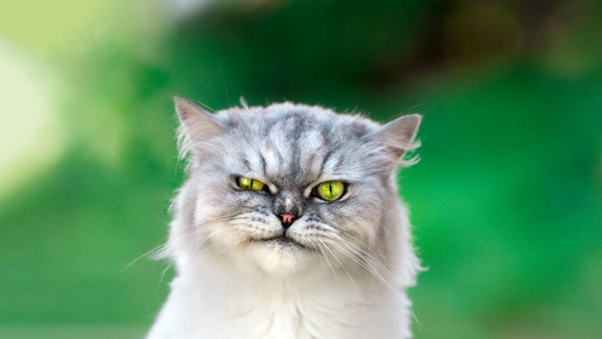 'Grumpy' Persian cat's face of judgment is the cutest thing you'll see all week