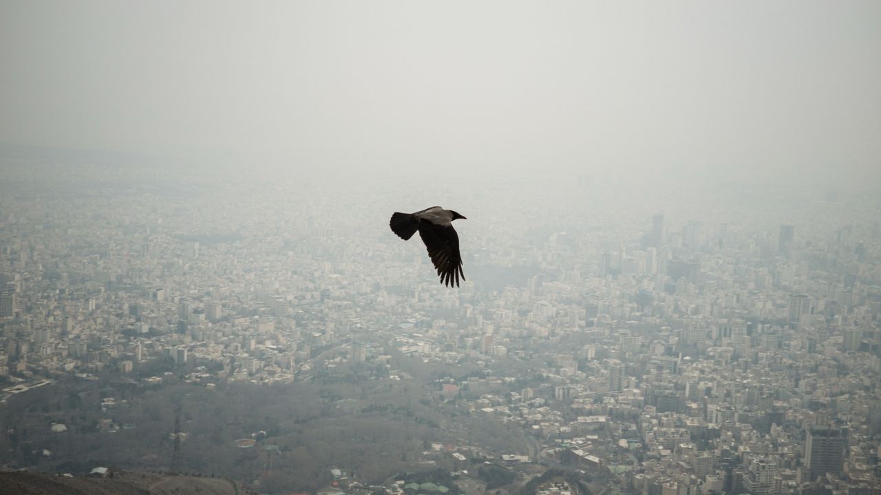 Iran war is harming rare wildlife