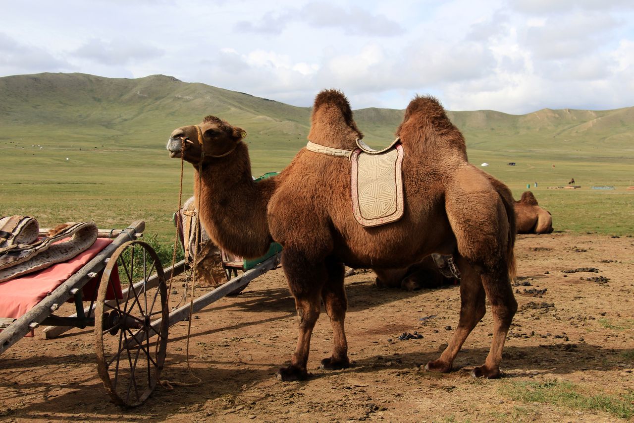 Two Bactrian camels standing in a natural grassland with a cart nearby