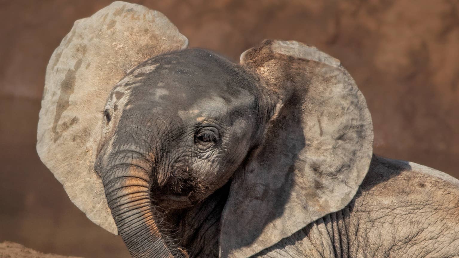 This adorable baby elephant sleeps with his favorite plushie