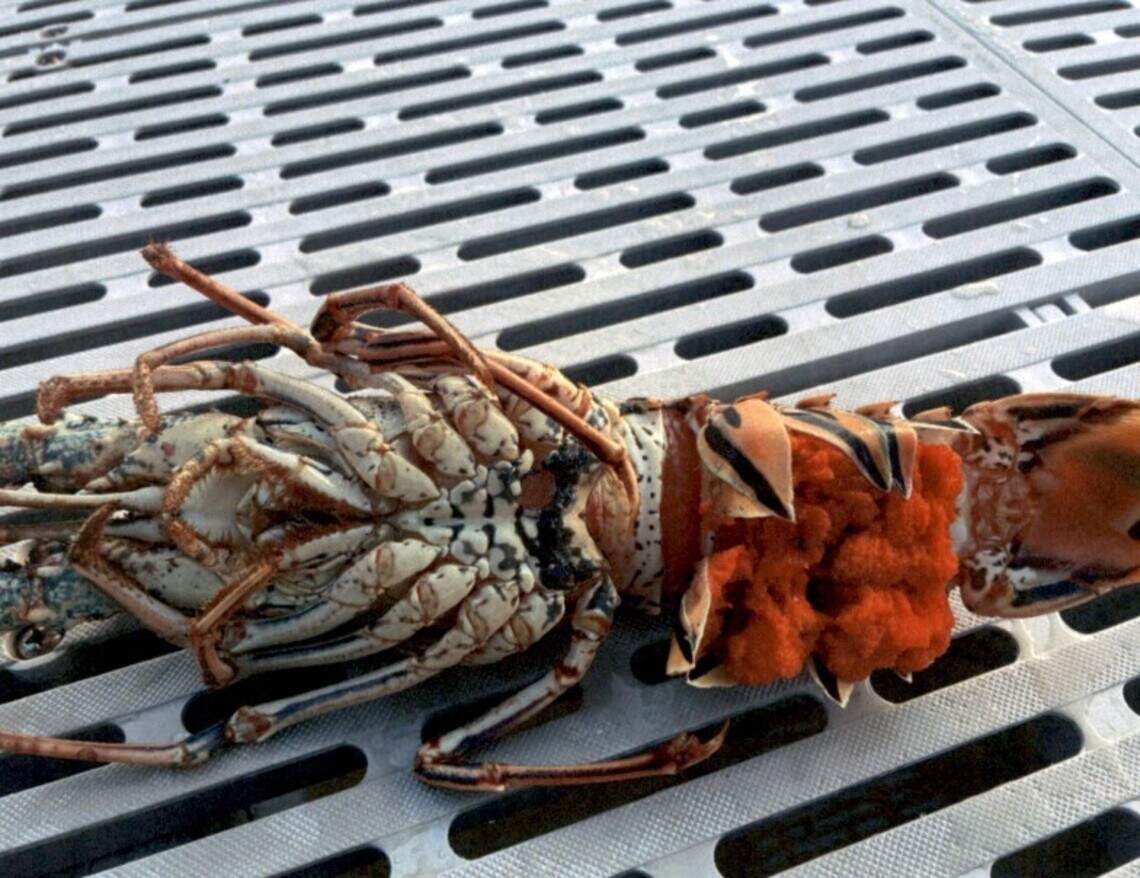 An egg-bearing spiny lobster is shown on the deck of a Florida Fish and Wildlife Conservation Commission boat on July 12, 2026. The orange, spongy eggs are at center right. The lobster was illegally harvested in the Florida Keys, according to the FWC.